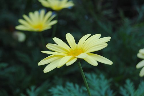 flower  yellow  plant