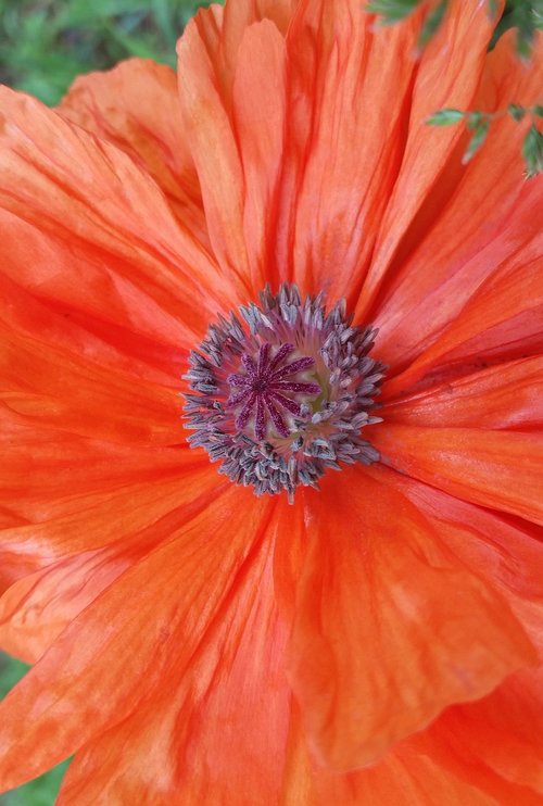 flower  poppy  orange