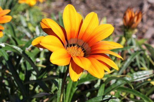flower  orange  yellow