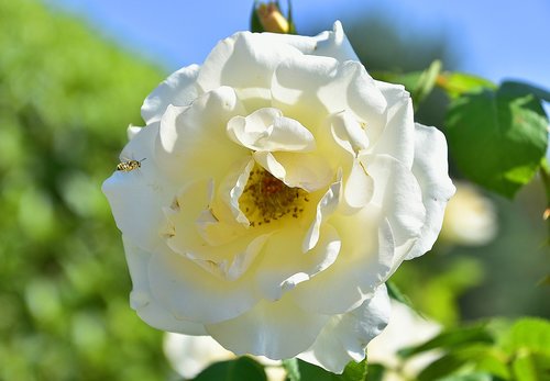 flower  garden  petals