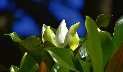 flower  garden  petals