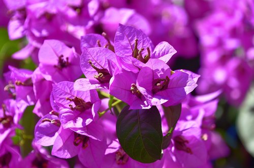 flower  garden  petals