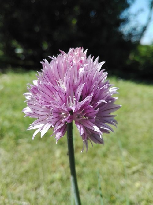 flower  violet  garden