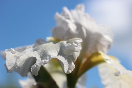blossom bloom white iris flower