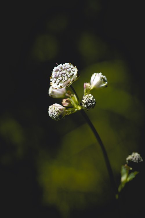 flower  blossom  bloom