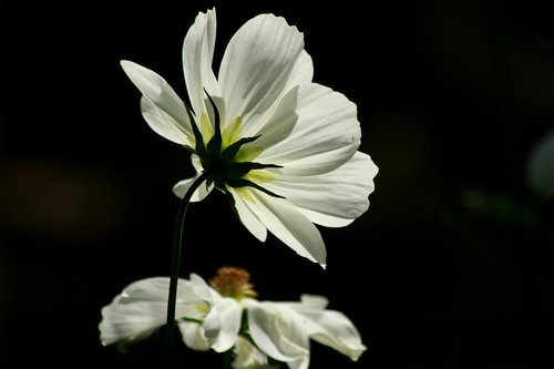 flower  white  plant