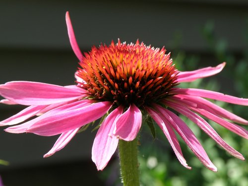flower  coneflower  pink