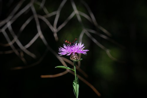 flower  plant  forest flower