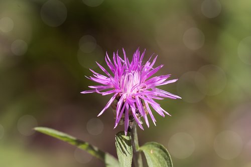 flower  purple  blossom