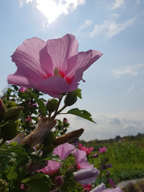 flower  purple  sky