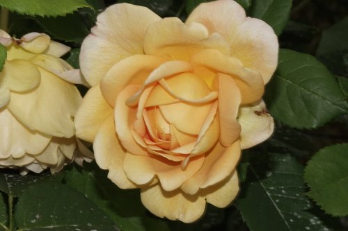 flower  rose  natural