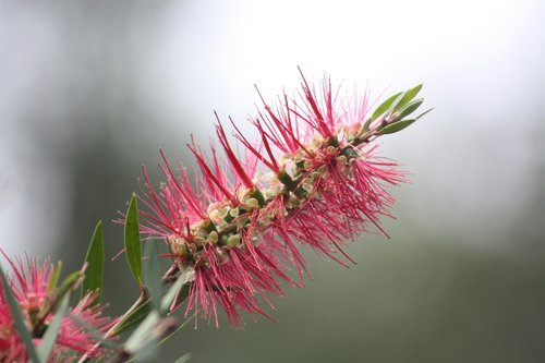 flower  australia  australian