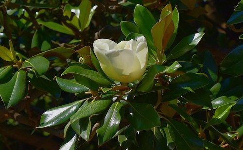 flower  garden  petals