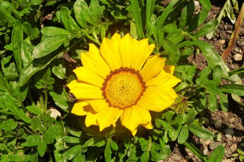 flower yellow spring