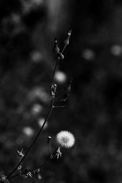 flower  nature  wild flower