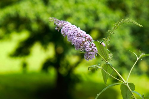 flower  nature  leaf