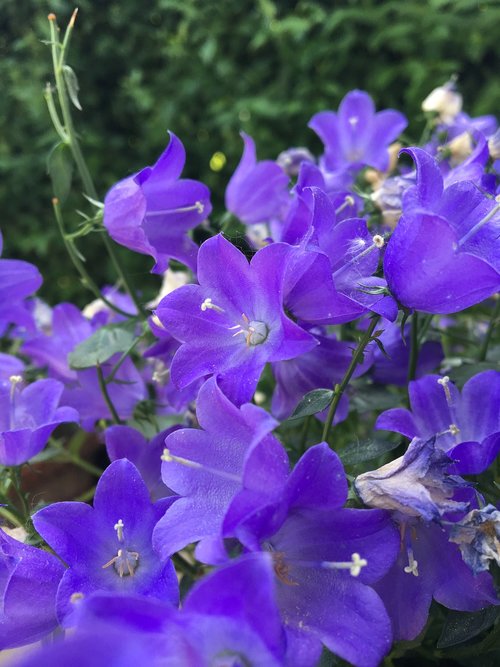 flower  bellflower  garden