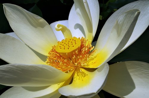 flower  white flower  petals