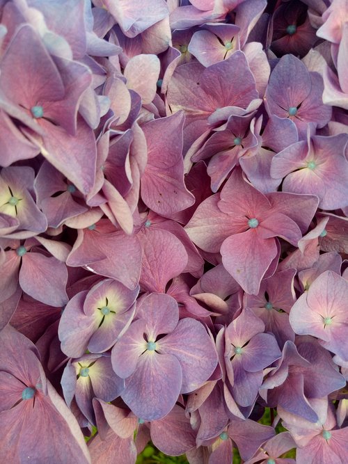 flower  hydrangea  violet