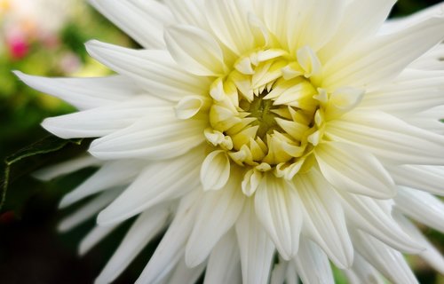 flower  white  summer