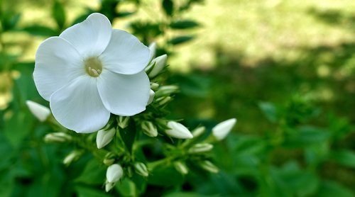 flower  white  summer