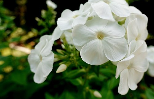flower  white  summer