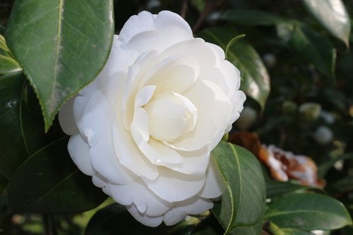 flower  white  nature