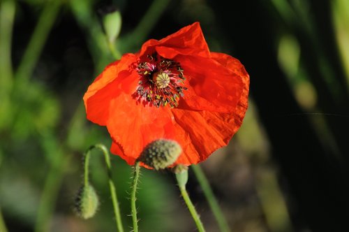 flower  poppy  nature