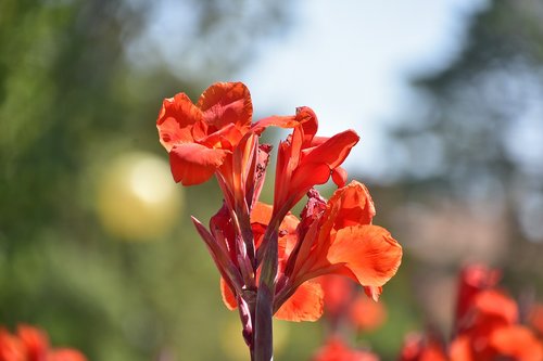 flower  garden  plant