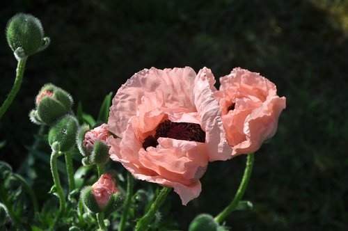flower  poppy  giverny