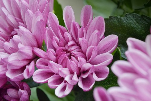 flower  the chrysanthemum  pink