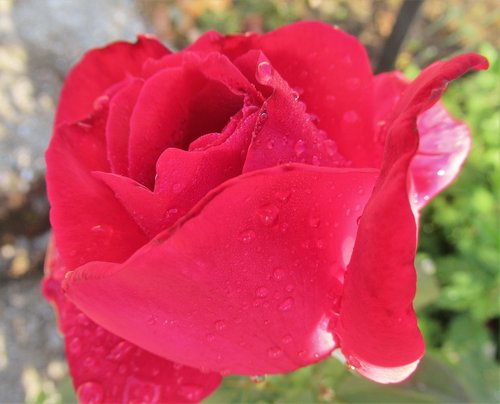 flower  rose  rain