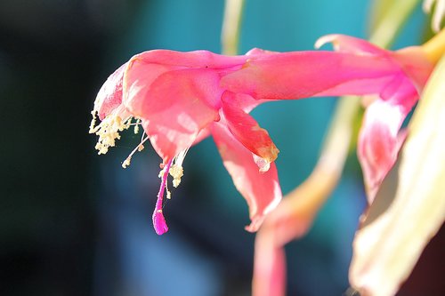 flower  garden  nature