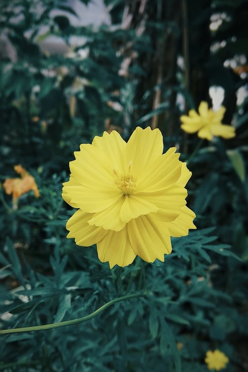 flower  bunga  yellow
