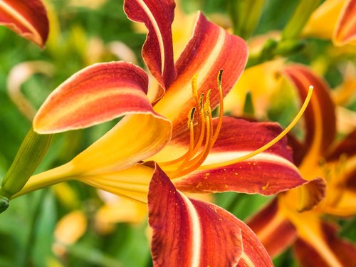 flower  lily  blossom