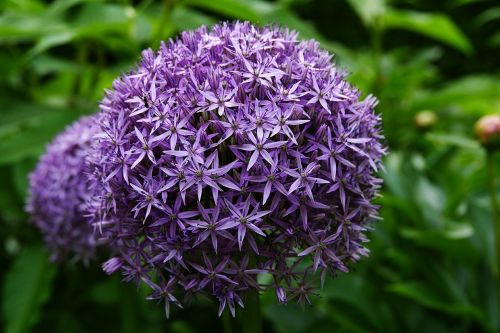 flower garden flowers