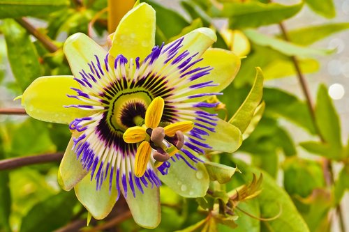 flower  passion flower  passiflora