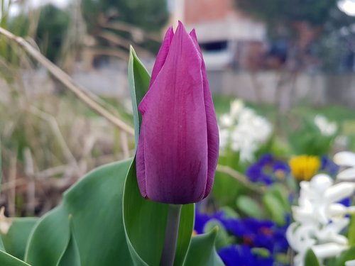 flower  violet  purple