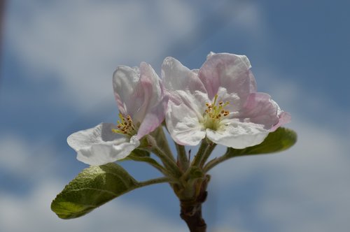 flower  apple  nature