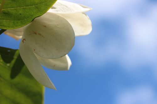 flower sommermagnolie white