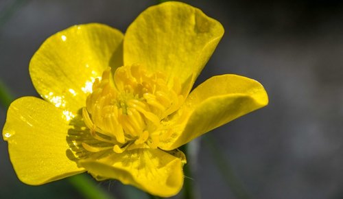 flower  buttercup  nature