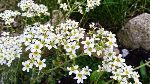 flower  beetle  insect