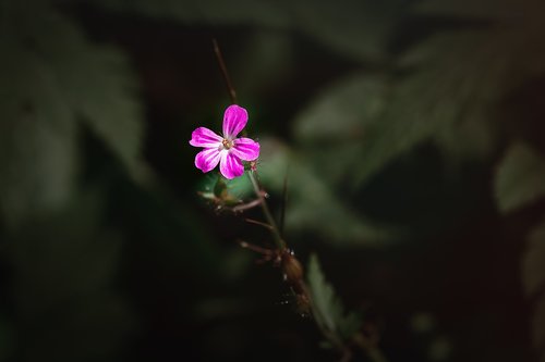 flower  small  small flower