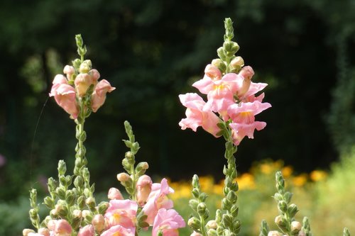 flower  garden  petal