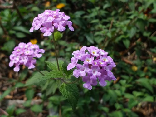 flower  natural  purple