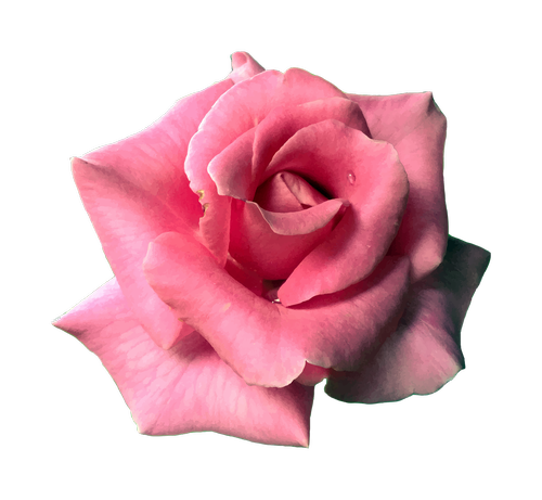 flower  rose  pink