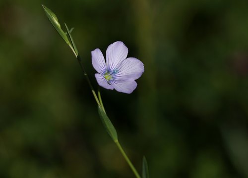 flower  blue  wild