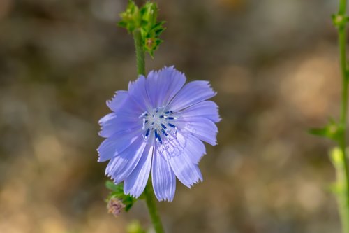 flower  nature  outdoor