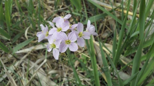 flower incomplete plant