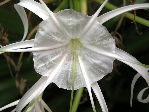 flower  flowers  nature